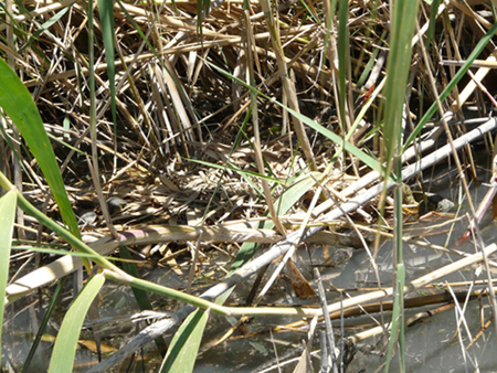 Emys trinacris-testuggine palustre siciliana